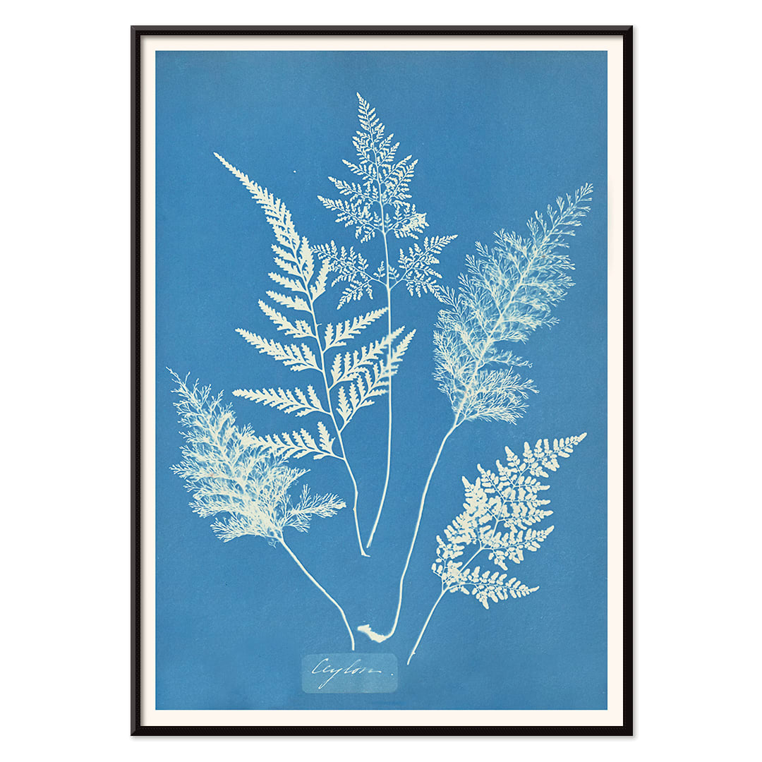 Botanical cyanotype art print titled Ceylon by Anna Atkins featuring delicate white fern leaves on a blue background, with black aluminium frame on white background