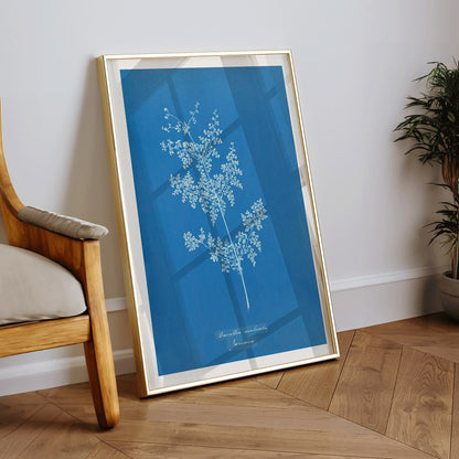 Davallia aeuleata cyanotype artwork by Anna Atkins featuring a delicate botanical fern print on a blue background poster, framed and displayed in home decor
