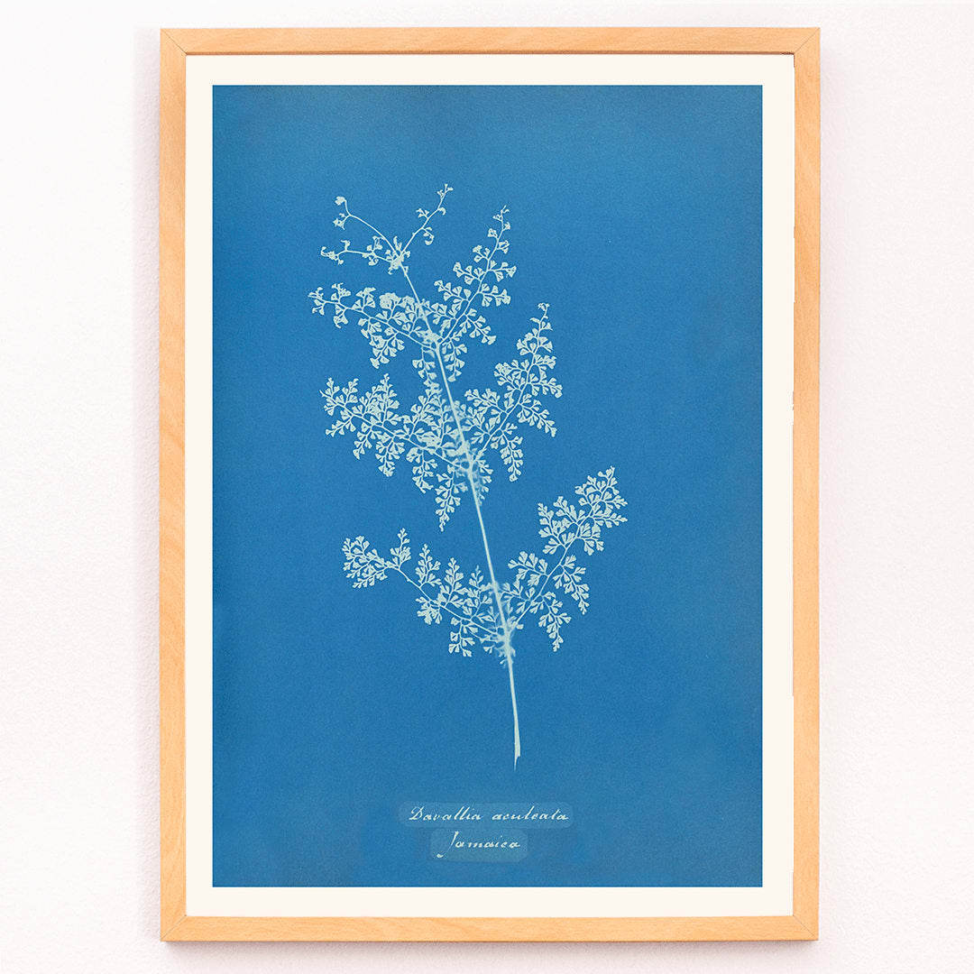 Davallia aeuleata cyanotype artwork by Anna Atkins featuring a delicate botanical fern print on a blue background poster, framed and displayed in modern living room decor
