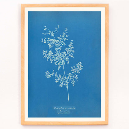 Davallia aeuleata cyanotype artwork by Anna Atkins featuring a delicate botanical fern print on a blue background poster, framed and displayed in modern living room decor