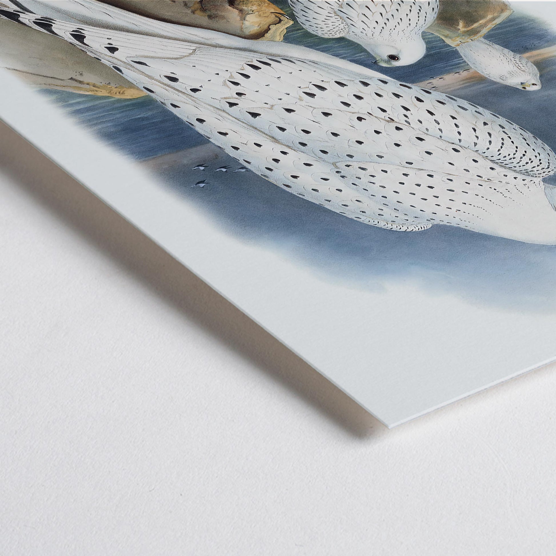 Closeup detail of Greenland Falcon artwork by John Gould showing three white falcons perched on rocky cliffs by the sea with a cloudy sky