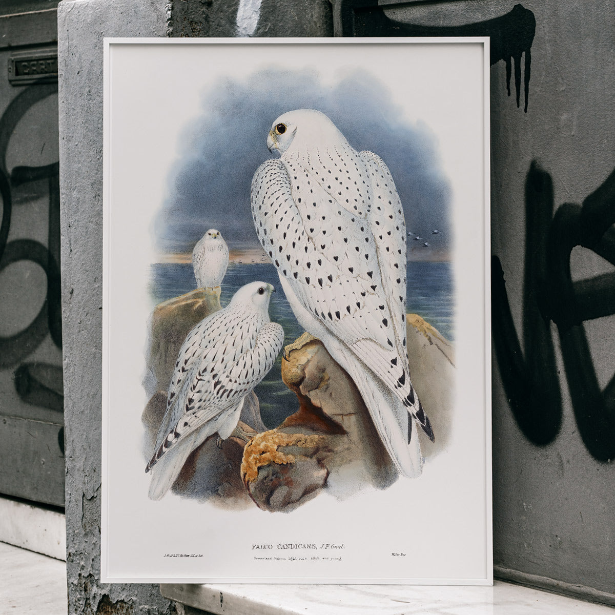Greenland Falcon artwork by John Gould showing three white falcons perched on rocky cliffs by the sea with a cloudy sky, framed and displayed in modern living room decor
