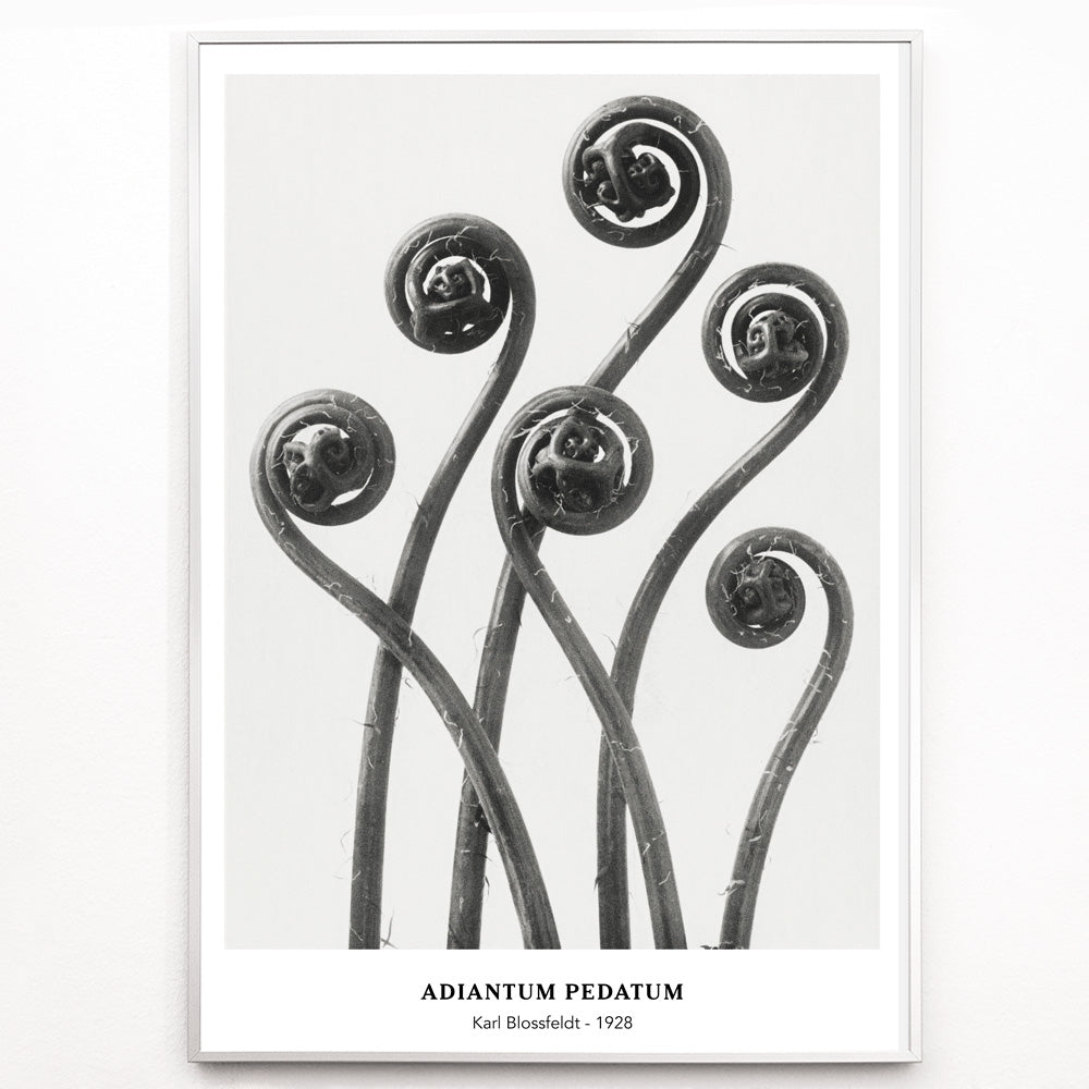 Closeup detail of Close up and poster of young curled Adiantum pedatum American Maidenhair Fern fronds by Karl Blossfeldt from Urformen der Kunst artwork