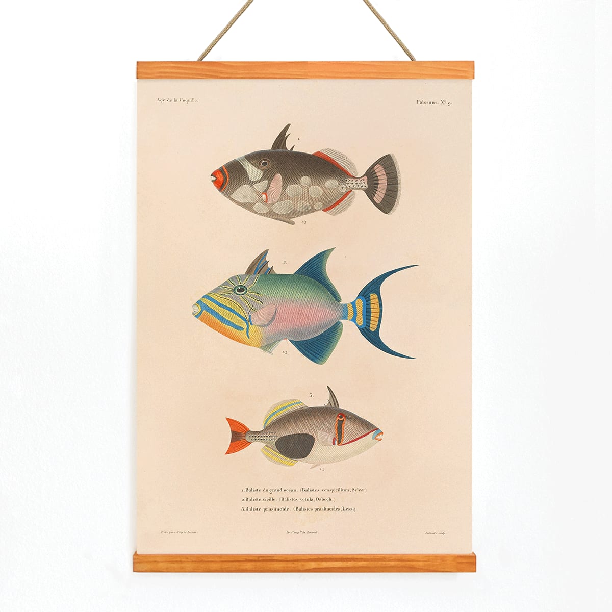 Colorful fish illustrations poster by Louis-Isidore Duperrey from Voyage autour du monde Pl 016, with wooden magnetic frame on white background