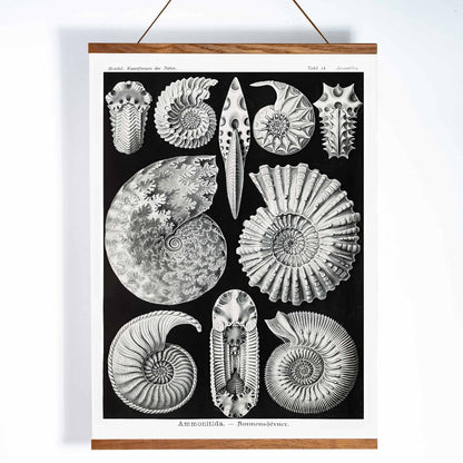 Detailed ammonite fossil illustrations by Ernst Haeckel from Kunstformen der Natur and Ammonitida Ammonshoerner poster for wall decor, with wooden magnetic frame on white background