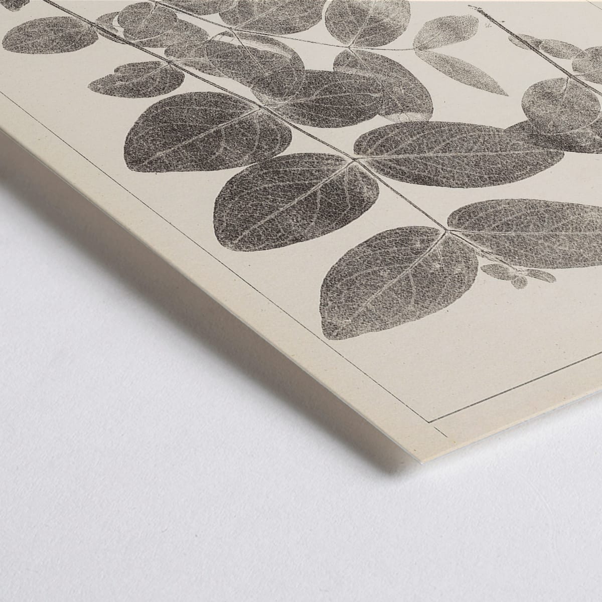 Closeup detail of Botanical illustration poster of Hypericum Androsaemum by Louis Antoine Cusin from Herbier de la Flore Francaise Plate 117