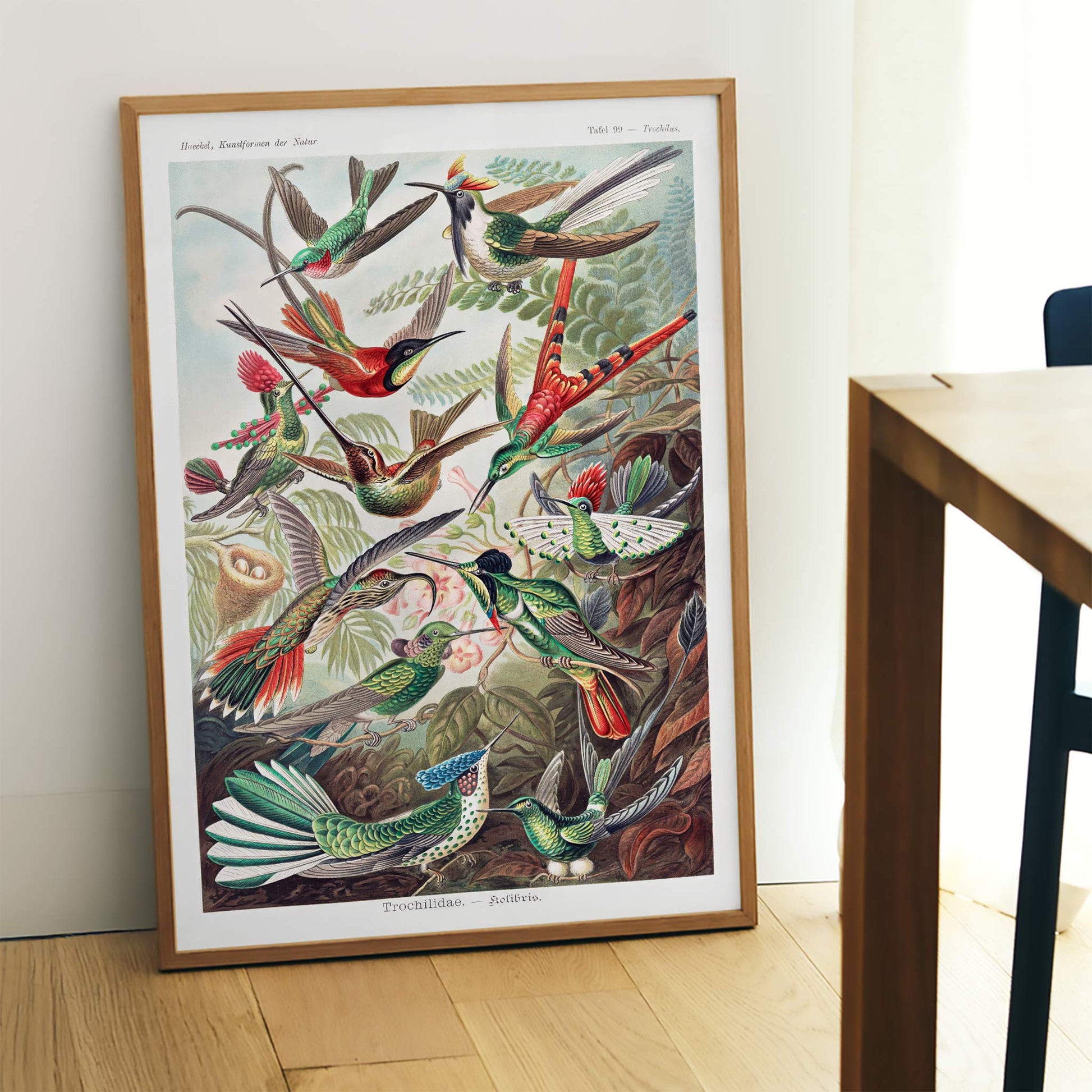 Colorful hummingbirds in nature and lush jungle artwork Trochilidae Kolibris poster by Ernst Haeckel from Kunstformen der Natur, framed and displayed in home decor