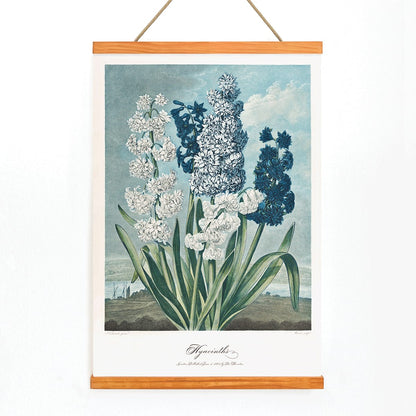 Colorful hyacinths illustration by Robert John Thornton from The Temple of Flora artwork showing various blooming flowers, with wooden magnetic frame on white background