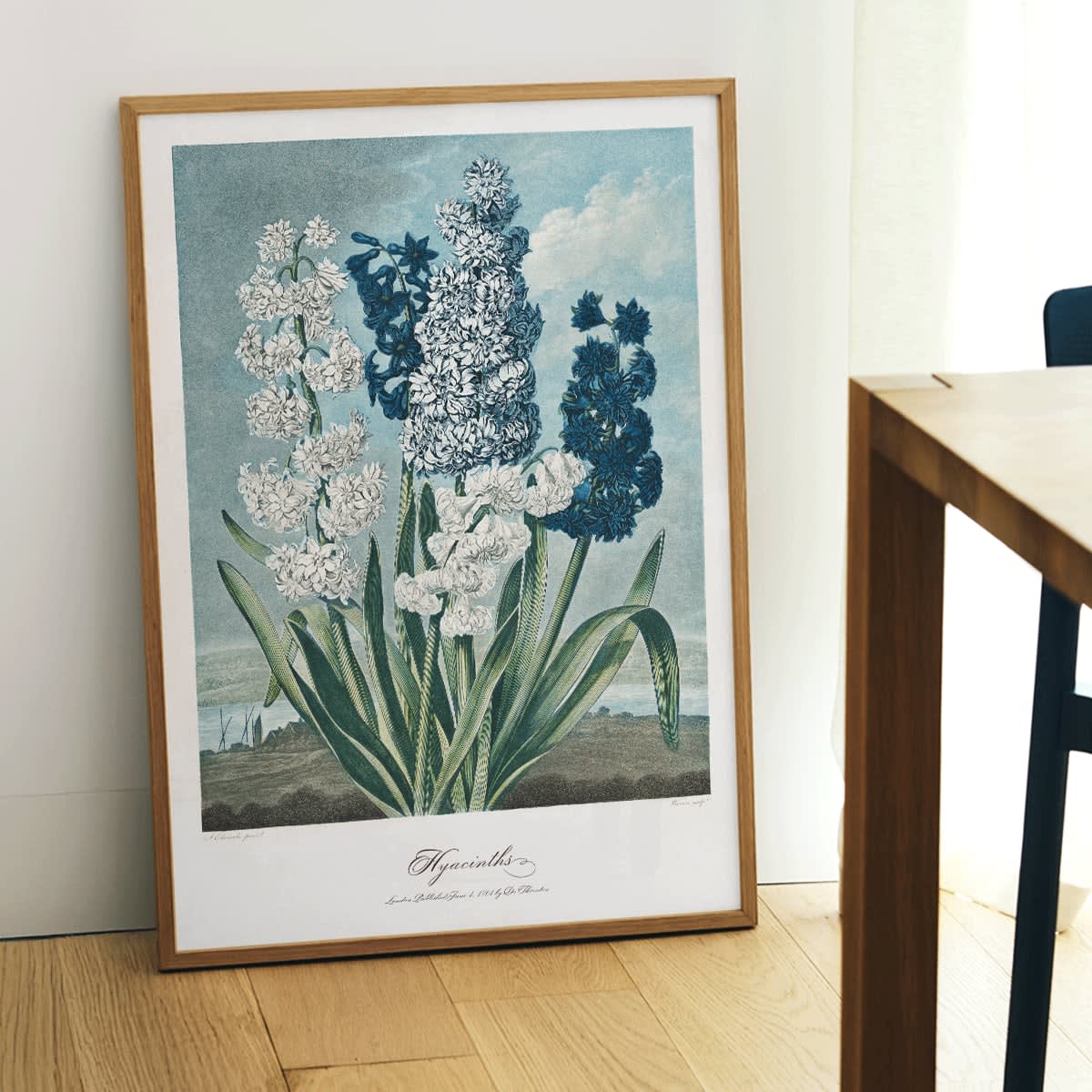 Colorful hyacinths illustration by Robert John Thornton from The Temple of Flora artwork showing various blooming flowers, framed and displayed in home decor