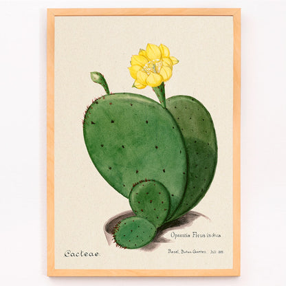 Indian fig opuntia cactus illustration by Karl Eduard Burger from Familie Der Cacteen showing a green cactus with a yellow flower, framed and displayed in modern living room decor