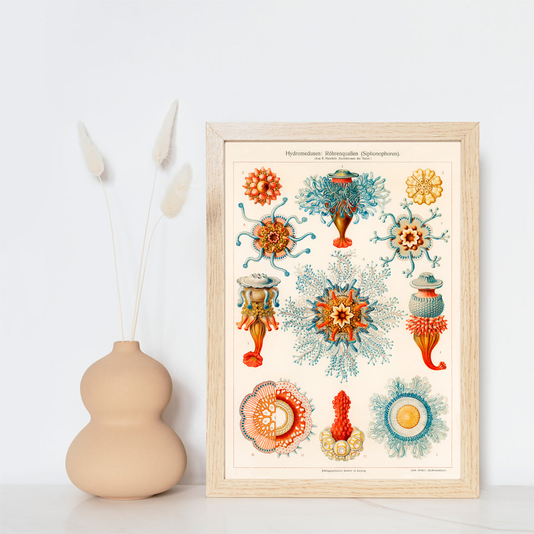 Colorful vintage jellyfish illustration by E Haeckels with intricate marine details scientific drawing and poster artwork, framed and displayed in home decor