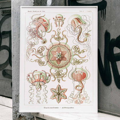 Colorful artistic illustration of jellyfish and marine life from Trachomedusae Kolbenquallen by Ernst Haeckel Kunstformen der Natur, framed and displayed in modern living room decor