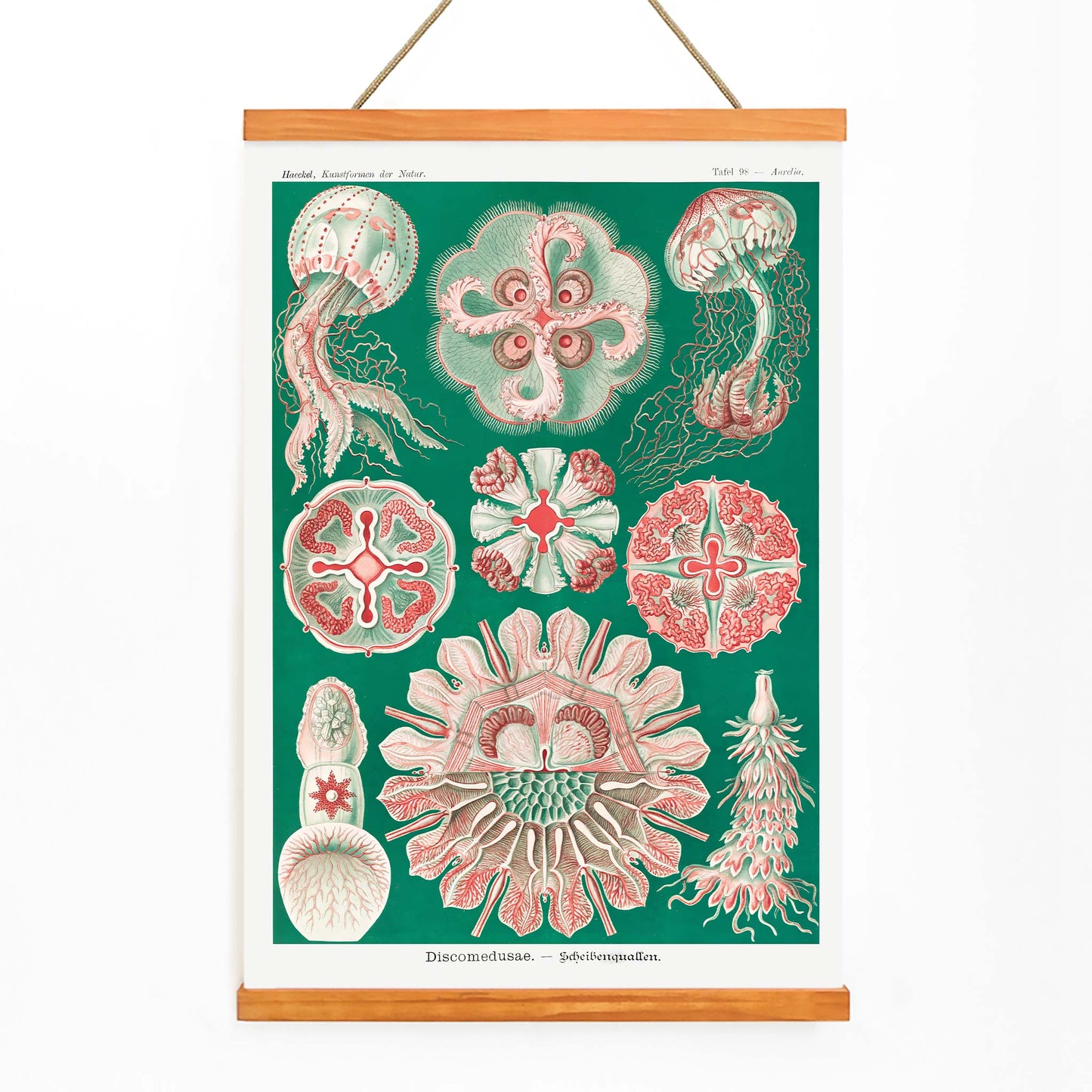 Colorful jellyfish and marine life illustration and poster featuring Discomedusae Schweibenquallen by Ernst Haeckel Kunstformen der Natur, with wooden magnetic frame on white background