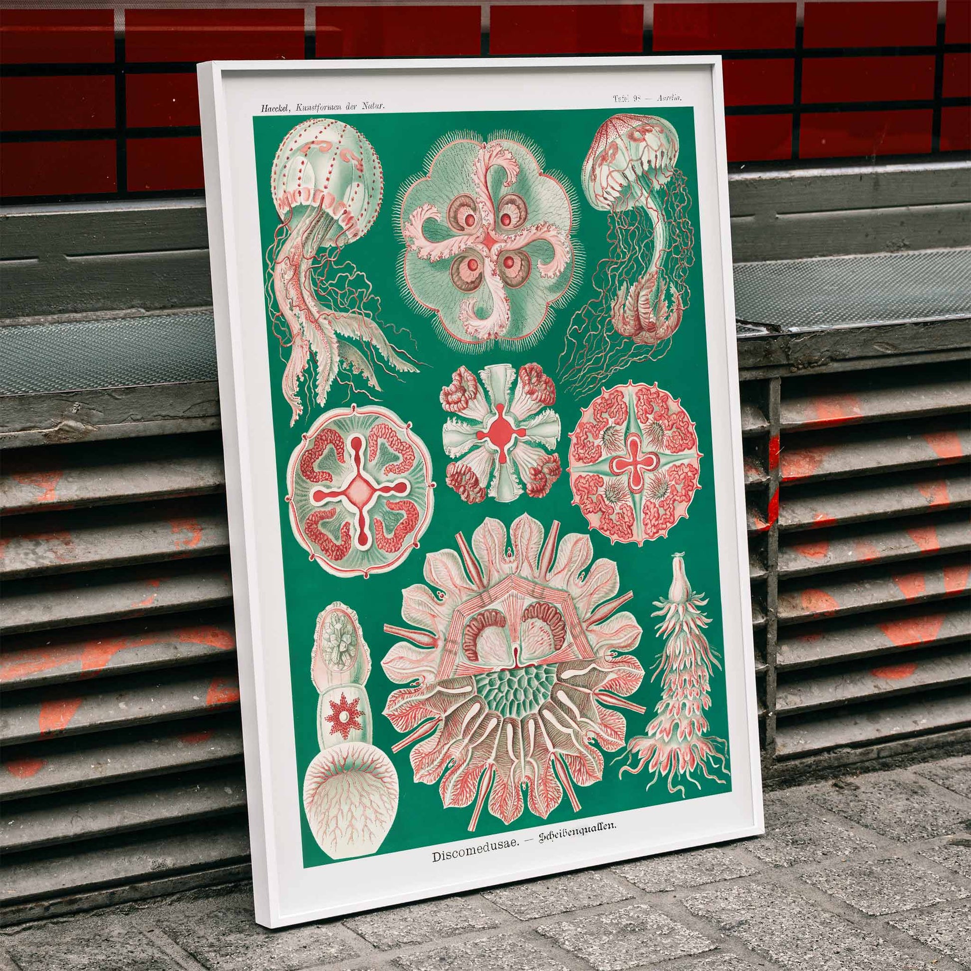 Colorful jellyfish and marine life illustration and poster featuring Discomedusae Schweibenquallen by Ernst Haeckel Kunstformen der Natur, framed and displayed in modern living room decor