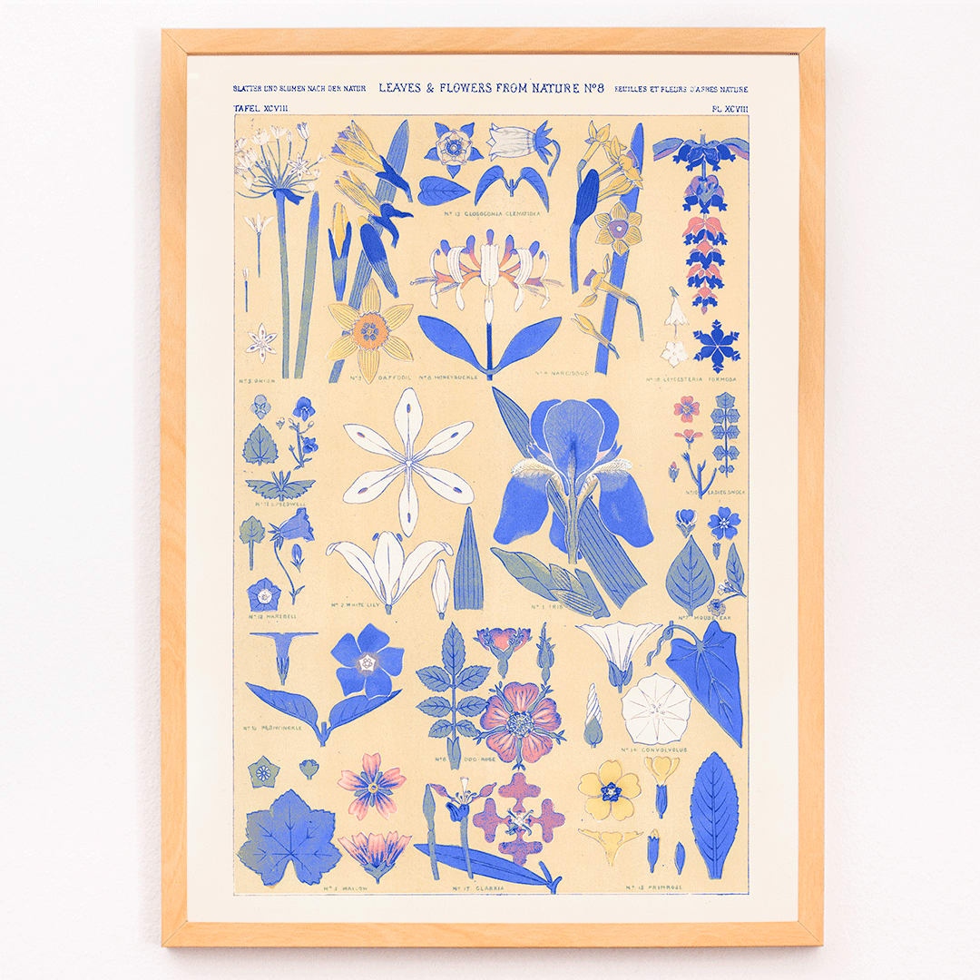 Blue set of leaves and flowers by Owen Jones botanical illustration poster featuring blue and yellow flowers and leaves, framed and displayed in modern living room decor