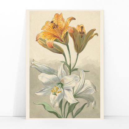 Yellow and white lilies botanical art by Willem van Leen poster floral artwork illustration, framed and displayed in modern living room decor