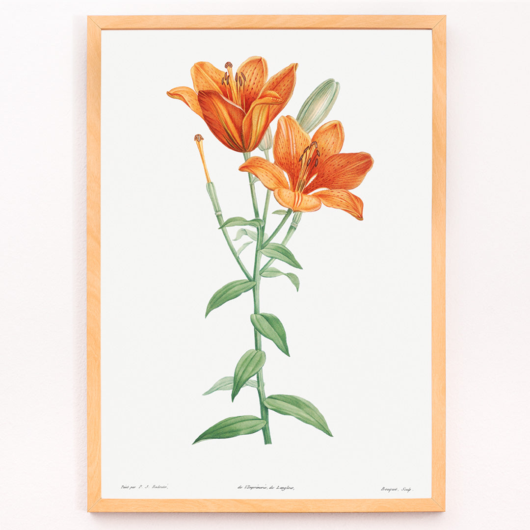 Closeup detail of Orange bulbous lily botanical illustration poster from La botanique de J J Rousseau by Pierre Joseph Redoute