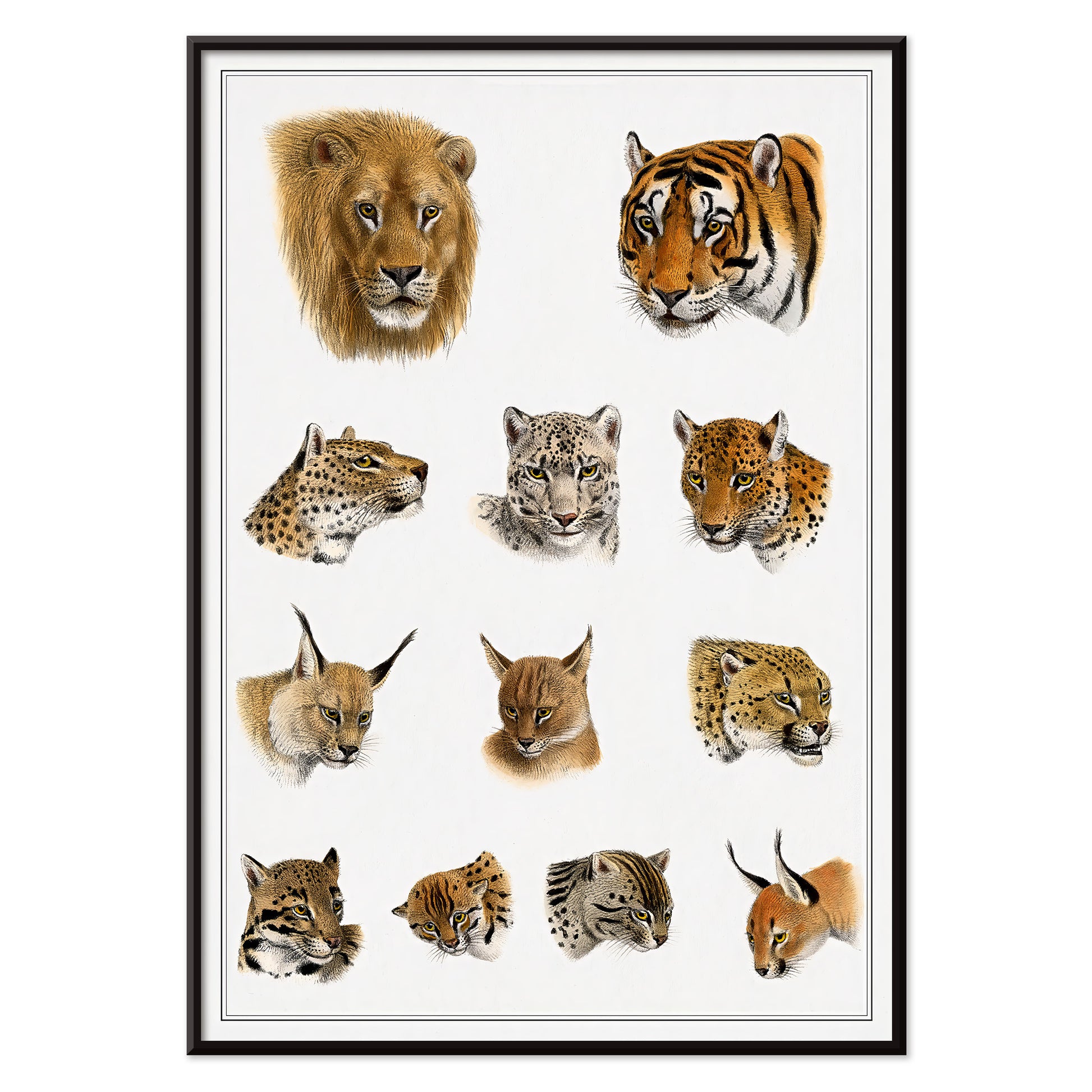 Illustration of big cats and wild feline heads including lion tiger leopard and snow leopard by Richard Lydekker from The Great and Small Game of India, with black aluminium frame on white background
