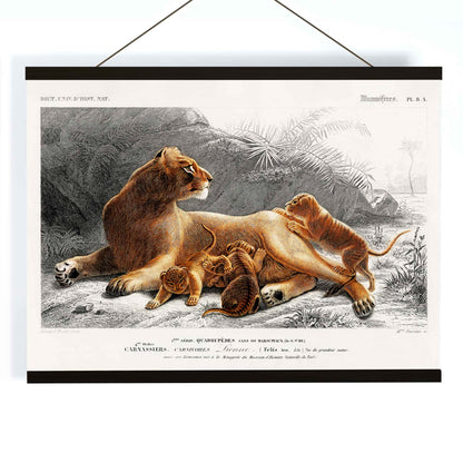Female lion with cubs in natural landscape illustration by Charles Dessalines D Orbigny wildlife artwork poster, with wooden magnetic frame on white background