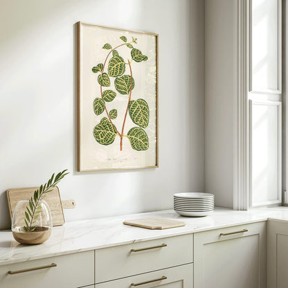 Botanical illustration poster of Lonicera Brachypoda by Shirley Hibberd featuring green and yellow variegated leaves, framed and displayed in home decor