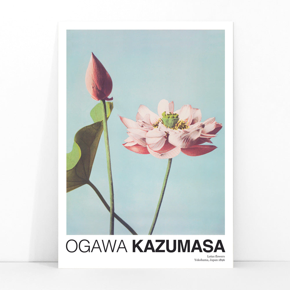 Ogawa Kazumasa Lotus Flowers photomechanical print and poster featuring delicate pink blooms on a light blue background, framed and displayed in modern living room decor