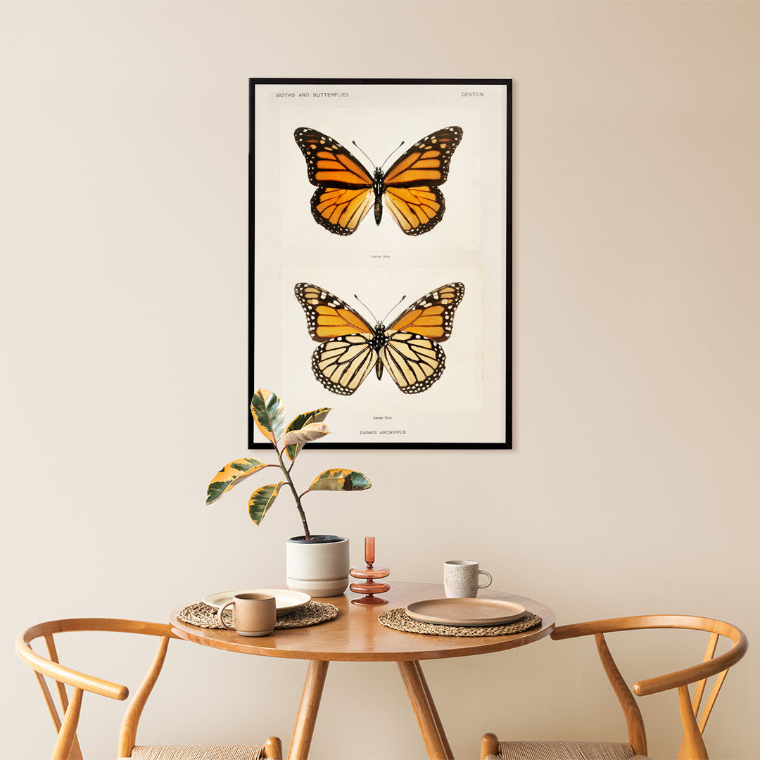 Monarch Butterfly Danais Archippus vintage illustration and detailed poster from Moths and Butterflies of the United States by Sherman F Denton, framed and displayed in home decor
