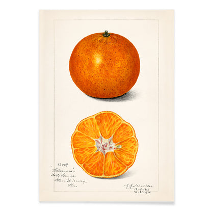 Botanical illustration and poster of Orange Citrus Sinensis by Amanda Almira Newton showing whole and sliced orange fruit and cross section artwork, with black aluminium frame on white background