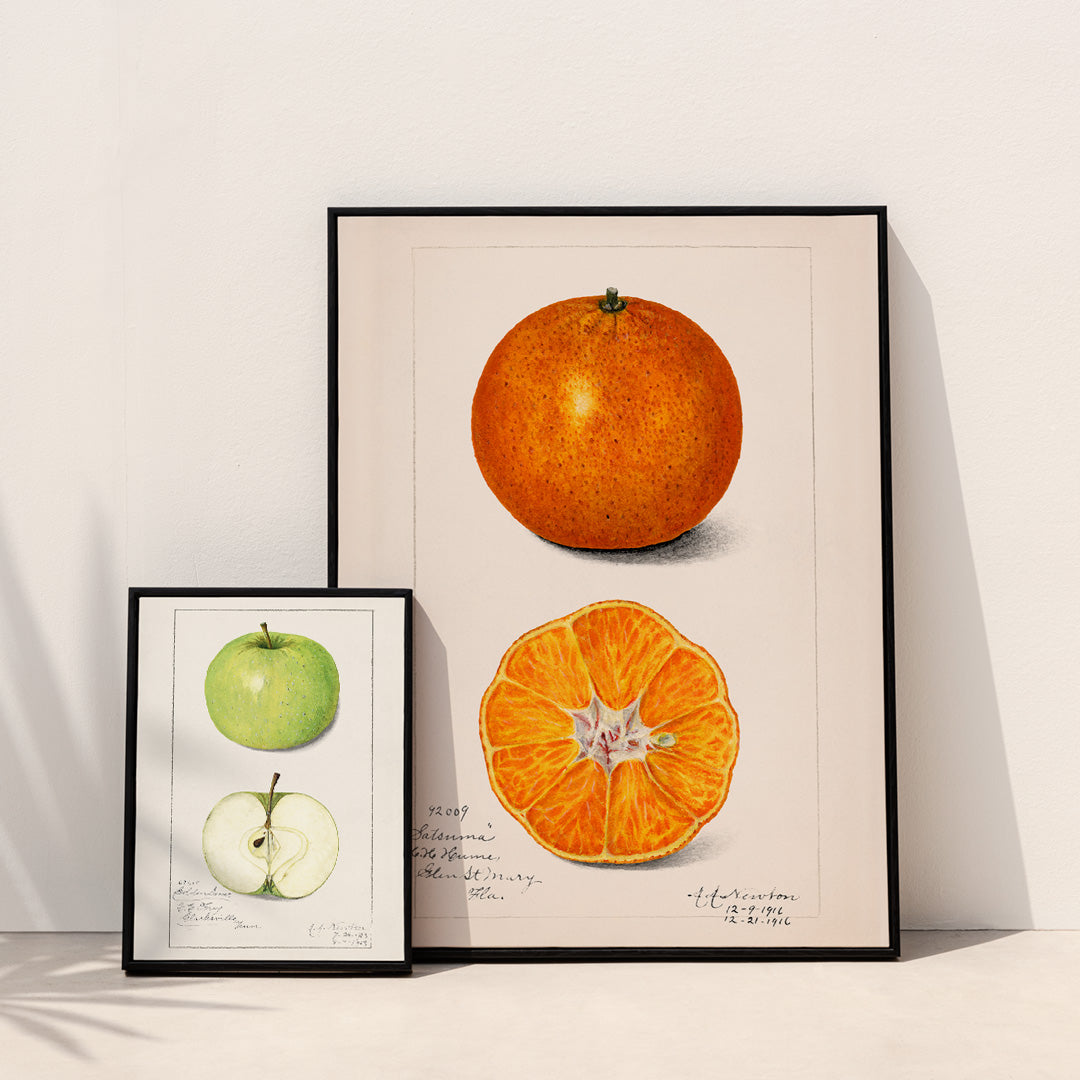 Botanical illustration and poster of Orange Citrus Sinensis by Amanda Almira Newton showing whole and sliced orange fruit and cross section artwork, framed and displayed in home decor