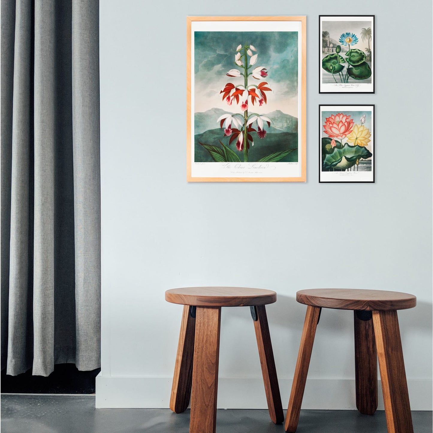 Botanical illustration poster of The Chinese Limodoron by Robert John Thornton from The Temple of Flora featuring a detailed vibrant orchid flower, framed and displayed in home decor