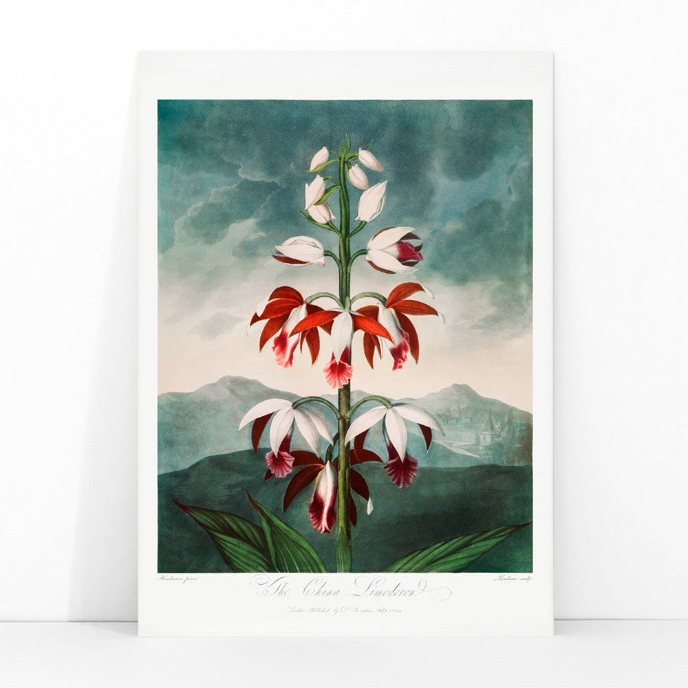 Botanical illustration poster of The Chinese Limodoron by Robert John Thornton from The Temple of Flora featuring a detailed vibrant orchid flower, framed and displayed in modern living room decor