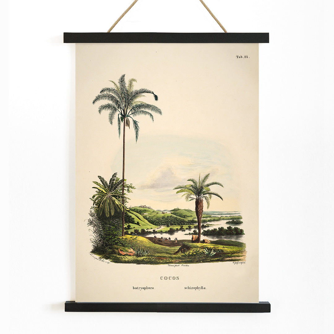 Botanical illustration and poster of palm trees in tropical landscape Cocos Schizophylla by Carl Friedrich Philipp von Martius botanical art, with wooden magnetic frame on white background