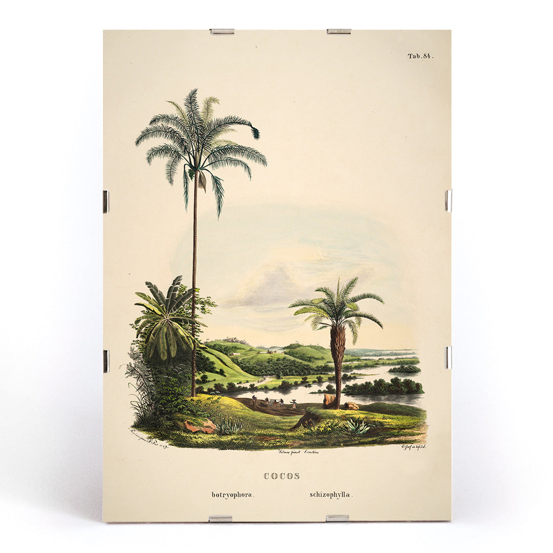 Botanical illustration and poster of palm trees in tropical landscape Cocos Schizophylla by Carl Friedrich Philipp von Martius botanical art, framed and displayed in modern living room decor