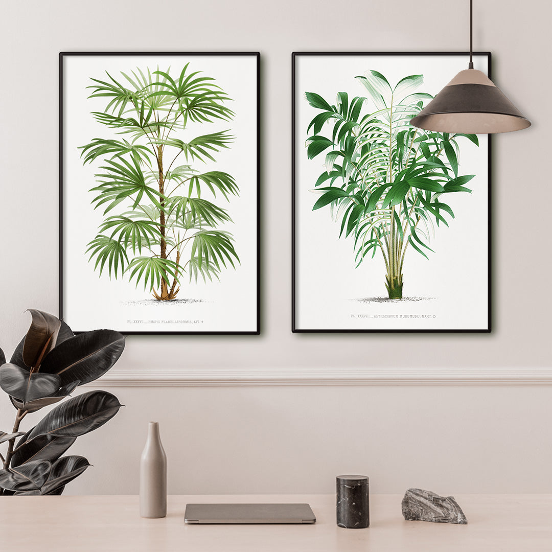 Botanical illustration poster of a palm tree from Les Palmiers Histoire Iconographique by Oswald de Kerchove de Denterghem, framed and displayed in home decor