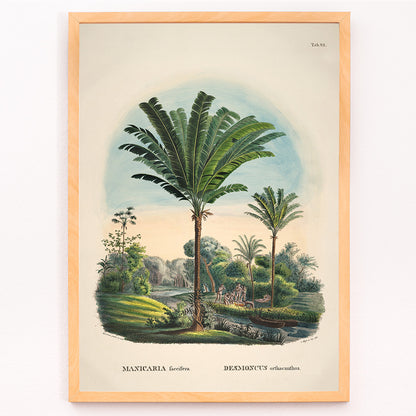 Closeup detail of Tropical palm trees and river landscape illustration poster featuring Desmoncus orthacanthos artwork from Historia Naturalis Palmarum by Carl Friedrich Philipp von Martius