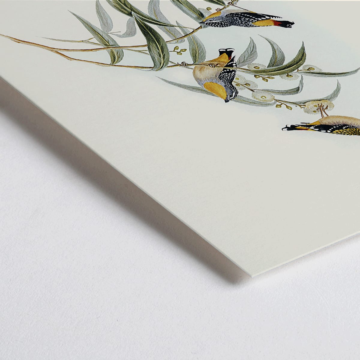 Closeup detail of Yellow-rumped Pardalote Pardalotus Xanthopygius artwork featuring three colorful birds perched on eucalyptus branches poster illustration