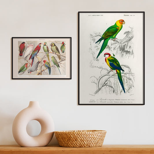 Colorful illustrated parakeets perched on branches by Charles Dessalines D Orbigny from Different types of birds Perruche poster illustration, framed and displayed in home decor