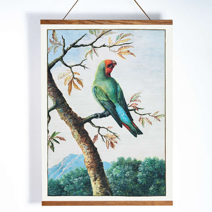 Colorful parrot on a tree branch with mountain landscape Bird Study painting by George Edwards poster artwork, with wooden magnetic frame on white background