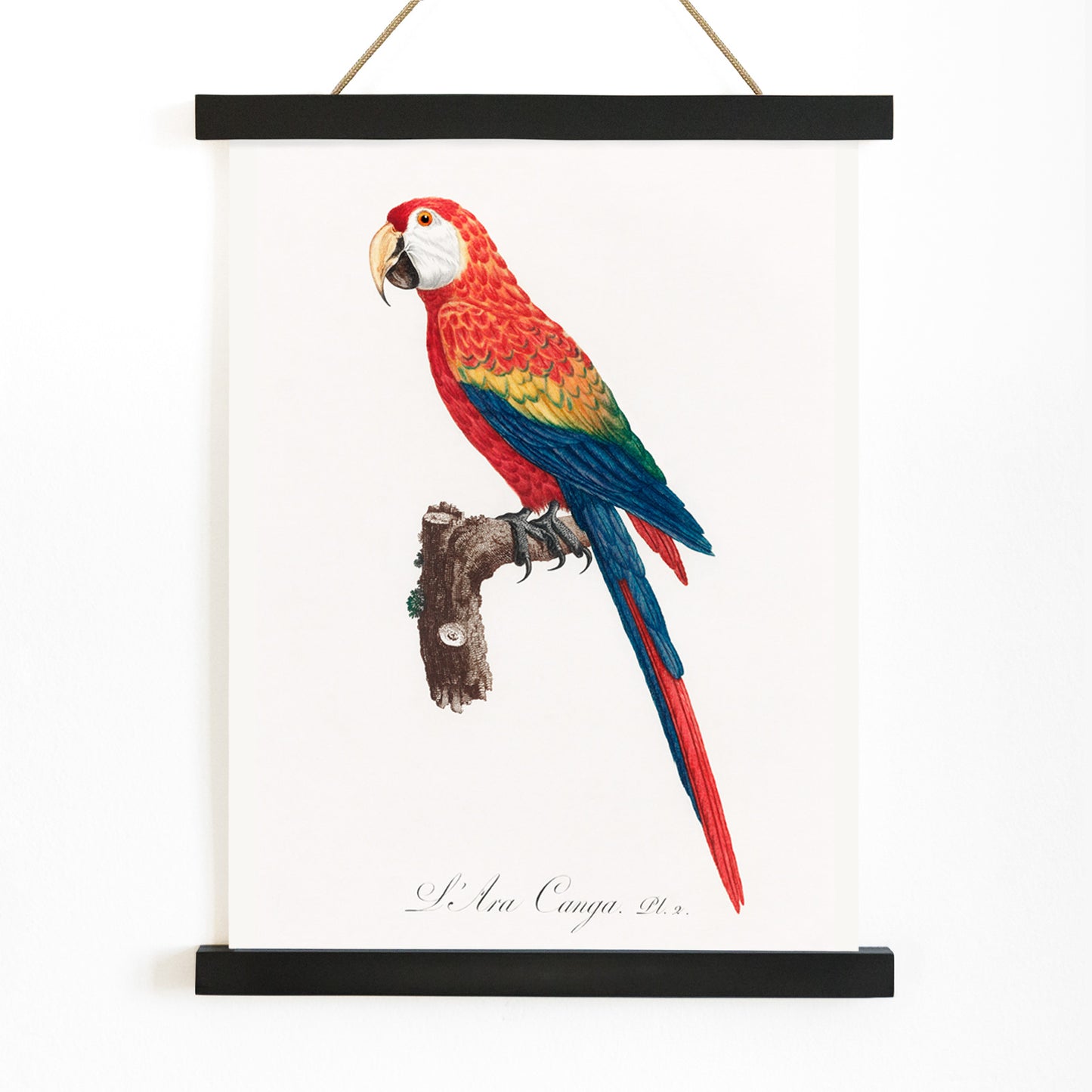 Colorful parrot Ara Canga illustration by Francois Levaillant perched on branch from Natural History of Parrots poster, with wooden magnetic frame on white background