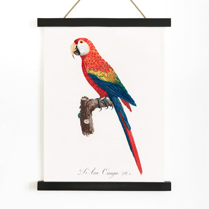 Colorful parrot Ara Canga illustration by Francois Levaillant perched on branch from Natural History of Parrots poster, with wooden magnetic frame on white background
