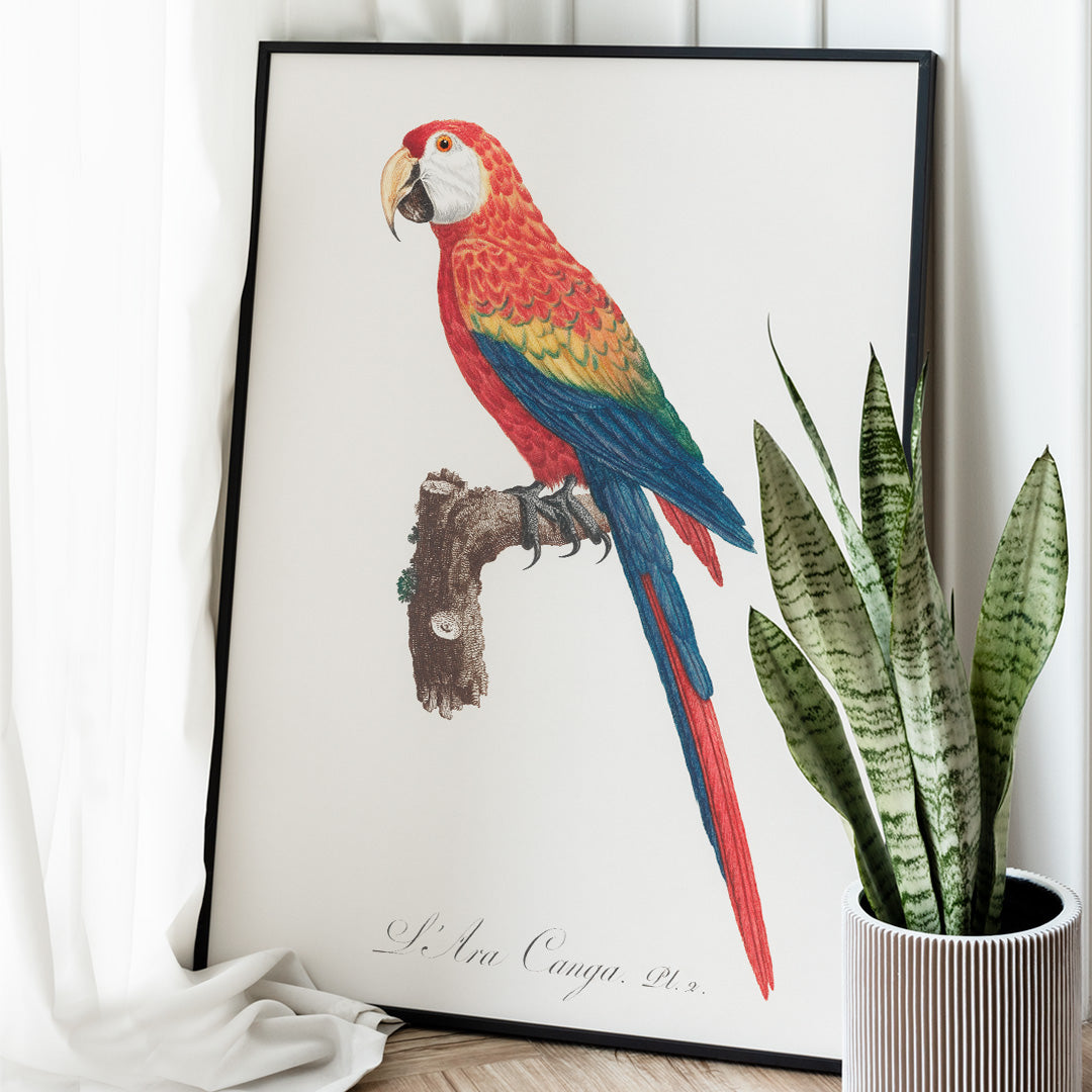 Colorful parrot Ara Canga illustration by Francois Levaillant perched on branch from Natural History of Parrots poster, framed and displayed in home decor