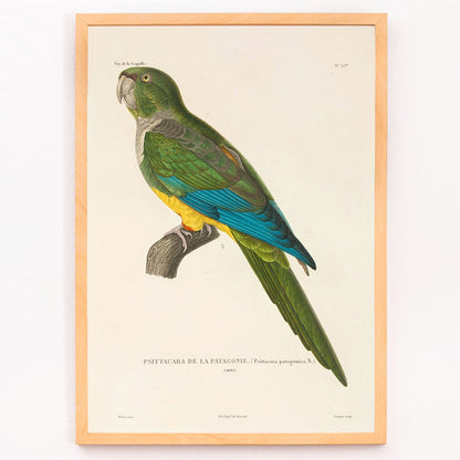 Colorful parrot illustration by Louis-Isidore Duperrey from Voyage autour du monde Pl141 bird poster, framed and displayed in modern living room decor