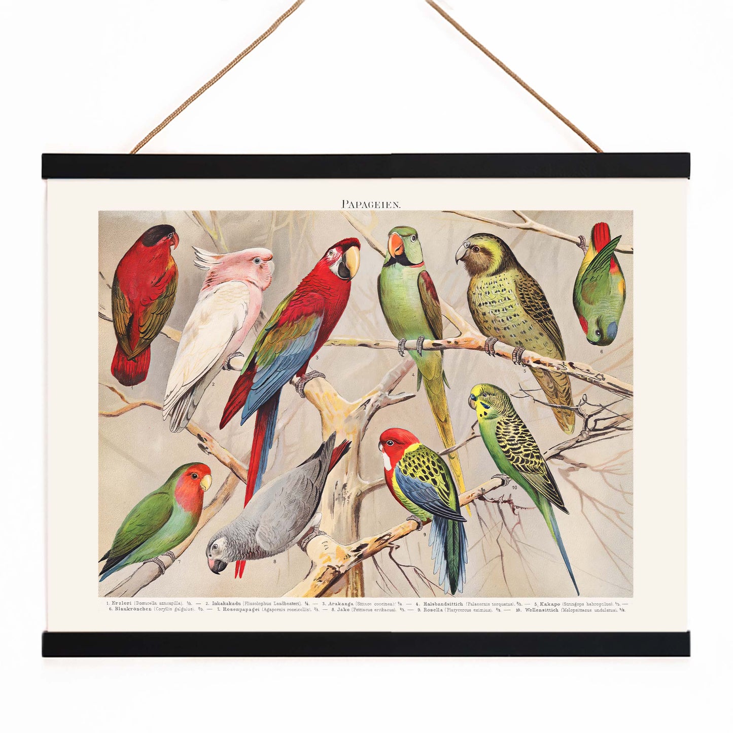 Colorful parrots perched on branches Papagein I artwork by Institut of Leipzig vintage illustration poster, with wooden magnetic frame on white background