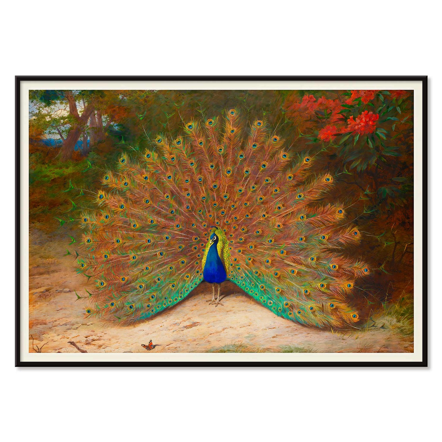 Colorful peacock with open feathers and butterfly in garden art poster vibrant tail feathers natural setting artwork Peacock And Peacock Butterfly by Archibald Thorburn, with black aluminium frame on white background