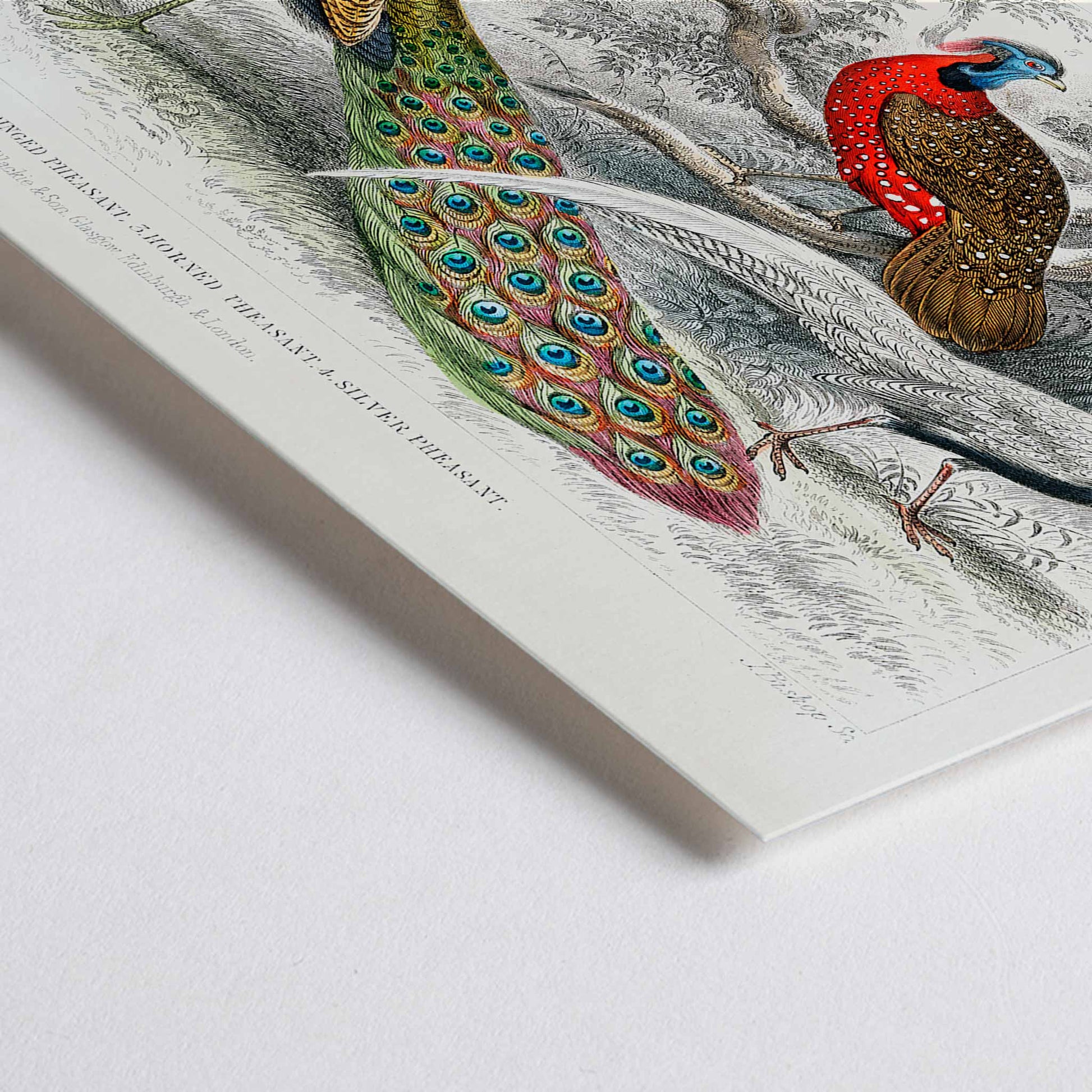 Closeup detail of Vibrant illustration and poster of peacock and pheasants including Common Peacock Ringed Pheasant Horned Pheasant and Silver Pheasant by Oliver Goldsmith from A History of the Earth and Animated Nature