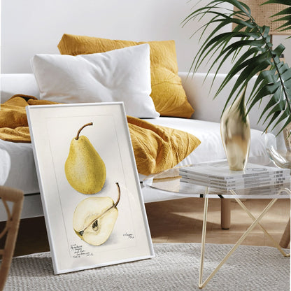 Botanical art of whole and sliced pears Pyrus Communis by Bertha Heiges for wall decor or kitchen illustration, framed and displayed in home decor