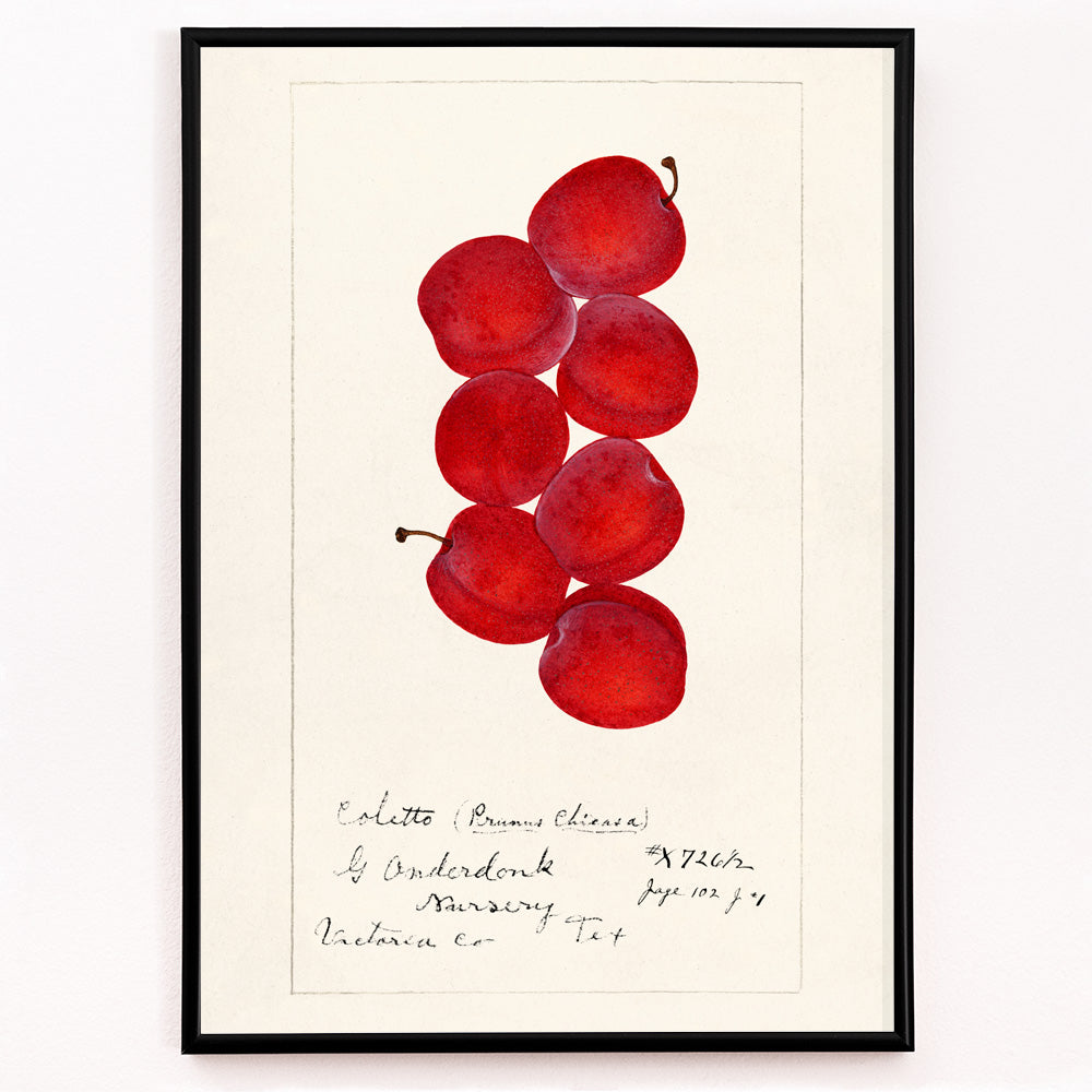 Closeup detail of Red plums botanical illustration by G Onderdonk titled Plums Prunus Domestica poster artwork for fruit and nature lovers
