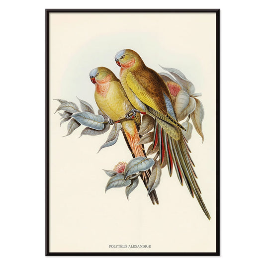 The Princess of Wales Parakeet Polytelis Alexandrae colorful birds on branches and leaves poster artwork, with black aluminium frame on white background
