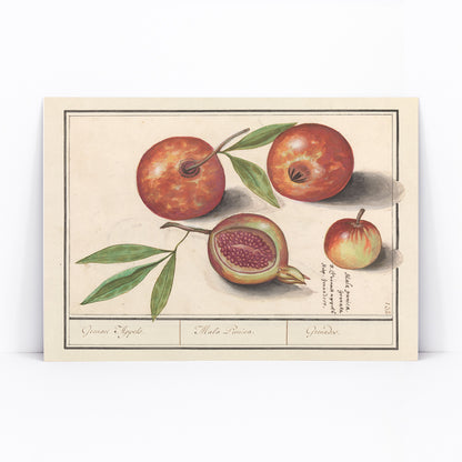 Botanical illustration and poster of pomegranates with leaves titled Pomegranate by Anselmus Boëtius de Boodt, framed and displayed in modern living room decor