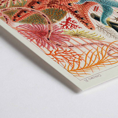 Closeup detail of Colorful poster of Great Barrier Reef echinoderms by William Saville-Kent from The Great Barrier Reef of Australia