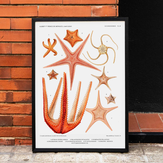 Starfish varieties set illustration from Resultats des Campagnes Scientifiques by Albert I Prince of Monaco scientific poster, framed and displayed in home decor